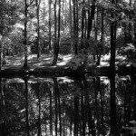 arbre-expo-005-web