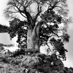arbre-expo-022-web